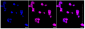 KD-Validated Anti-Src Rabbit Monoclonal Antibody